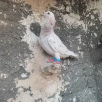 چنتاعدد کفتر پرشی