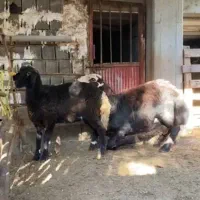 گوسفندشیشک قوچ پلنگی بروجردی لخت|حیوانات مزرعه|مرزیکلا, |دیوار