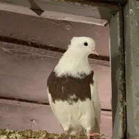 طوقی ماده سرخ