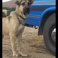 واگزاری نر پژدر ۱ساله