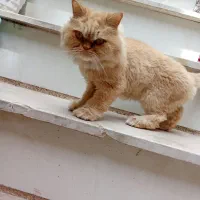 واگذاری گربه