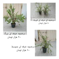 گلهای طبیعی