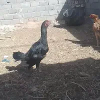 جوجه‌لاری|حیوانات مزرعه|تربت جام, جامرود|دیوار