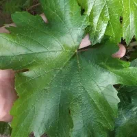 برگ عتیقه