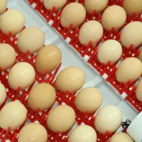 جوجه کشی 48 عددی +اینورتر|لوازم جانبی حیوانات|کرمان, |دیوار