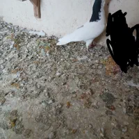 کبوتر طوقی وشهری|پرنده|شیراز, کوشک میدان|دیوار