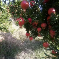 انارملس ،انارخندان ،انار آبگیری|خوردنی و آشامیدنی|شیراز, گلشن|دیوار