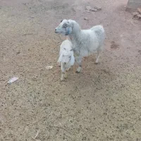 بزکره|حیوانات مزرعه|نگار, |دیوار