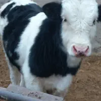 ۷راس سمینتال میاندوآب