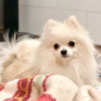 سگ پامرعروسکی