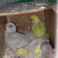 مرغ عشق با ۵ تا جوجه