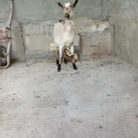 سلام یک عدد بز آلپاین با بچه