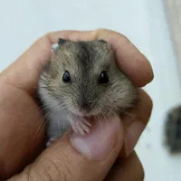 15 همسترکوچلو و بامزه + نیم کیلو خوراکی رایگان