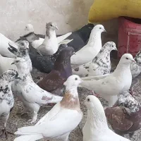 خرید وفروش کفتر تهرانی وغیره|پرنده|برخوار, |دیوار