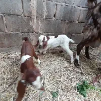 بز  زاییده با دوتا کره نر