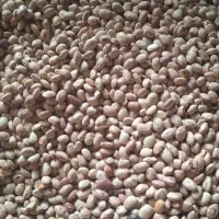 لوبیا چیتی درجه ۱