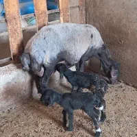 گوسفند وقوچ وبره قوچ همو وهترو|حیوانات مزرعه|تبریز, |دیوار