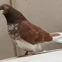 سلام خدمت عشق بازان عزیز