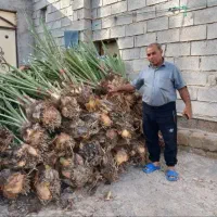 فروش انواع پاجوش برحی مجول گنتار