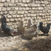 مرغ وخروس معاوضه با کفتر انگشتر هرچی|حیوانات مزرعه|مشهد, ثامن|دیوار