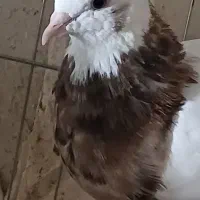 نروماده طوقی کلاهی  نر سرخ ماده سور معاوضه با سبز|پرنده|ریگان, |دیوار