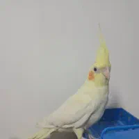 عروس هلندی لیتینو|پرنده|سراوان, |دیوار