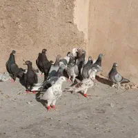 کبوتر|پرنده|شیراز, پانصد دستگاه ارتش|دیوار