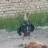 جوجه لاری اصیل