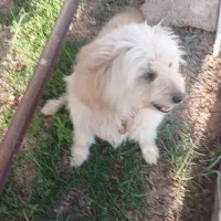 فروش یا معاوضه با پاپی نر