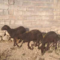 شیشک افشاری|حیوانات مزرعه|چاپشلو, |دیوار