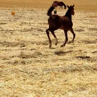 فروش مادیون باکره|اسب و تجهیزات اسب‌سواری|شیراز, ارم|دیوار