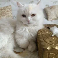 پرشین ماده اشرافی چشم عسلی