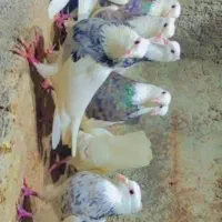 کبوتر طوقی|پرنده|کرمانشاه, |دیوار