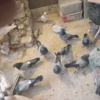 کبوتر سبزه و سرور