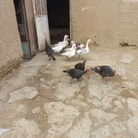 غاز و بوقلمون