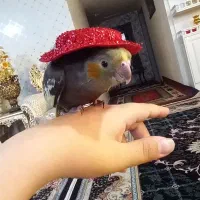 عروس هلندی شیطون