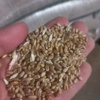 گندم بذری الجی۵