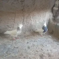 طوقی|پرنده|هندیجان, |دیوار