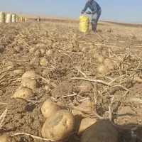 فروش همه نوع ارقام سیب زمینی|عمده‌فروشی|سردرود, |دیوار