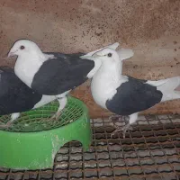 کبوتر