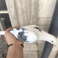 چهار کبوتر ماده یک میلیون مفت مفت
