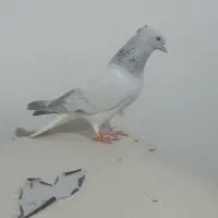 شامی دم سفید|پرنده|مشهد, هفده شهریور|دیوار