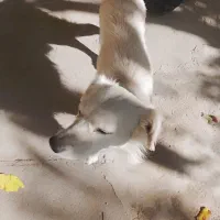 سگ پاکوتاه بدون شناسنامه|سگ|دماوند, دماوند|دیوار