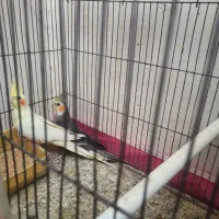 فروش جفت مولد عروس هلندی و برزیلی|پرنده|جهرم, |دیوار