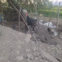 فروش غاز و بوقلمون نروماده