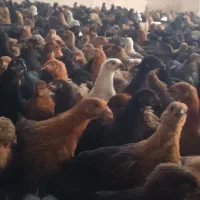 فروش جوجه جهادی مشکی