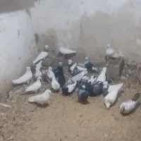 کبوتر طهرانی
