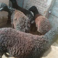 برە نر سیاه