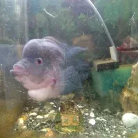 فلاور باکس درشت کلکسیونی