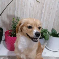 واگذاری سگ|سگ|کرمان, |دیوار